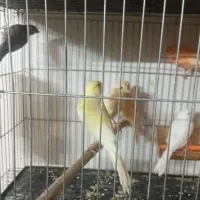 قناری سوپری درشت