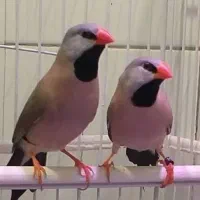 یک جفت فنچ کرواتی