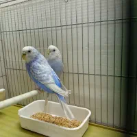 مرغ عشق اسپانگل بنفش بلژیکی