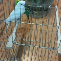 مرغ عشق انگلیسی جفت مولد