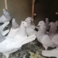 15 تا کله ابر نر