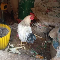 مرغ و خروس خانگی|حیوانات مزرعه|مشهد, شهید شهریاری|دیوار