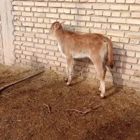 گاو یاگوساله|حیوانات مزرعه|کرخه, |دیوار