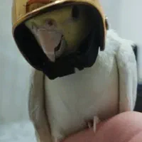 عروس هلندی مولد تخم گذار