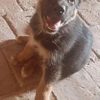 توله ژرمن کار اصیل