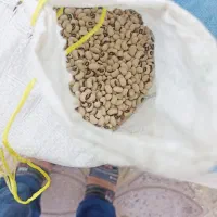 لوبیا چشم بلبلی