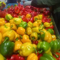 خریدار فلفل های درجه ۲   ، شما هستم