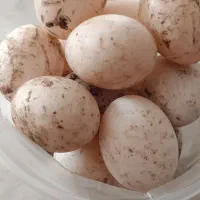 تخم اردک محلی