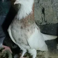 کفتر