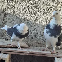 بلندپروازان آسمان|پرنده|مشکین‌دشت, |دیوار