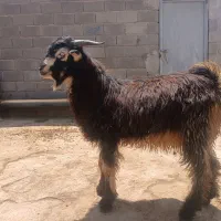 بیگ نر