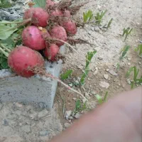 سبزی خوردن ارگانیک