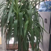 گل یوکا|گل و گیاه طبیعی|اسلامشهر, شهرک مفیدی|دیوار