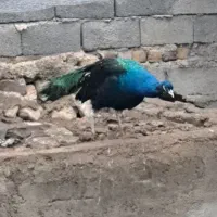 طاووس|حیوانات مزرعه|هشتگرد, هیو|دیوار