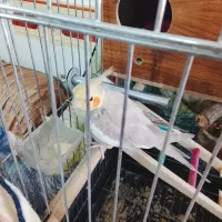 عروس هلندی ماده