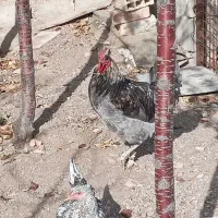 تعدادی خروس خاص و تک