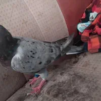 کفتر|پرنده|گناباد, |دیوار