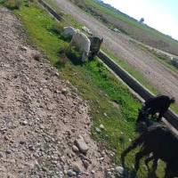 بز داشتی درجه 1|حیوانات مزرعه|دزفول, |دیوار