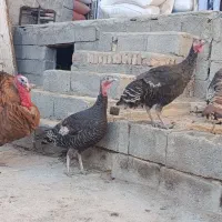 بوقلمون|پرنده|سرعین, |دیوار