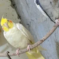 جفت عروس هلندی