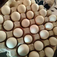 تخم مرغ نطفه دار گلین