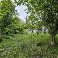زمین