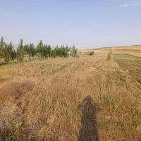 زمین در تکمداش شیروانده|فروش زمین و ملک کلنگی|تیکمه داش, |دیوار