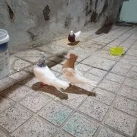 کبوتر دوجفت باجوجه