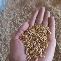 گندم پیشگام|عمده‌فروشی|چناران, |دیوار