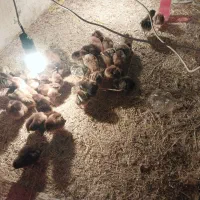 جوجه ۱۲روزه واکسن خورده فرز وسریع مریضی نداره