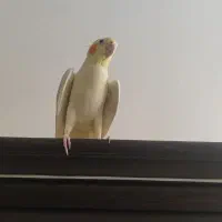 فروش ویژه عروس هلندی