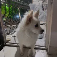 سگ نژاد پامرین