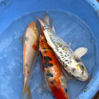 ماهی کوی نژاد|ماهی|رشت, یخسازی|دیوار