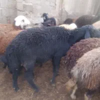 قوچ|حیوانات مزرعه|محمدبار, |دیوار