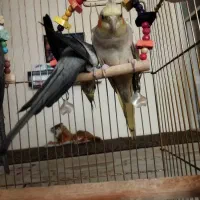 طوطی مرواریدی ماده|پرنده|تبریز, |دیوار