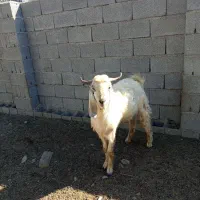 چپش یک سال چاق ۲۰کیلو گوشت داره|حیوانات مزرعه|حور, |دیوار