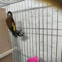 سهره نر مست معاوضه