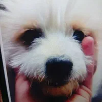 سگ شیتزو|سگ|کرمان, |دیوار