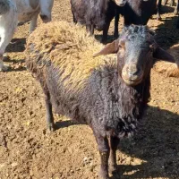 فروش طلایی گوسفندنژاد دارفشندی