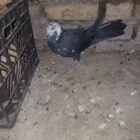 کبوتر|پرنده|ایذه, |دیوار