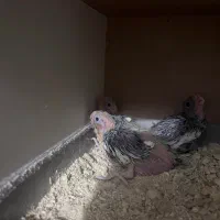 عروس هلندی سرلاکی|پرنده|قم, امامزاده ابراهیم|دیوار