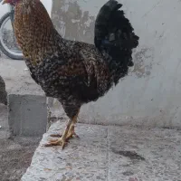 ۳تاخروس گلین