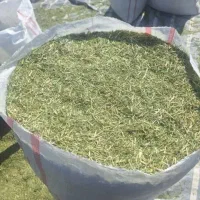 کاه یونجه بغدادی