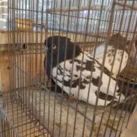 فروش یه جفت کفتر|پرنده|نطنز, |دیوار