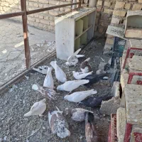 کبوتر|پرنده|فلاورجان, |دیوار