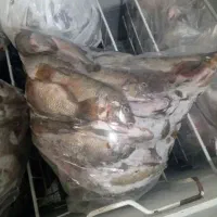 ماهی شانگ کوچیک برایه حیوانات