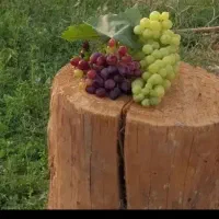 آبغوره|خوردنی و آشامیدنی|تهران, آهنگ|دیوار