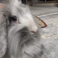 خرگوش لوپ اصل