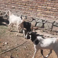 بزابستن فروشی