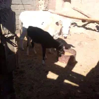 حیوانات|حیوانات مزرعه|سیب و سوران, |دیوار